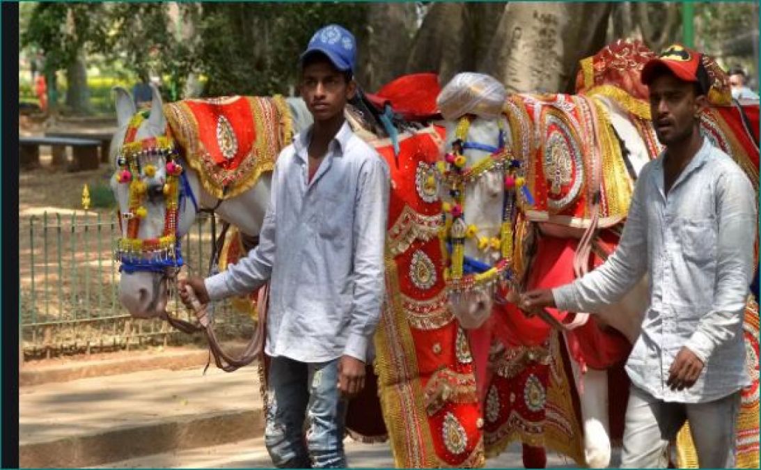 Bengaluru: A horse and mare get married on valentine's day