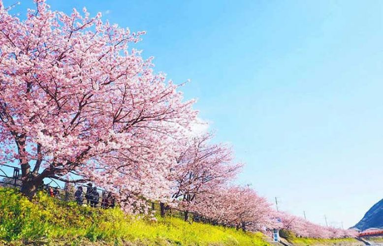 जापान में समय से पहले आया Cherry Blossom का मौसम, देखिये ये खूबसूरत नज़ारा