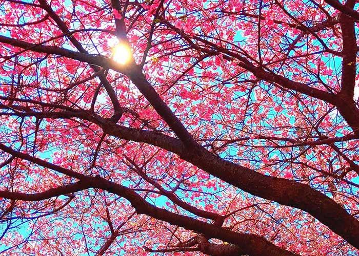 जापान में समय से पहले आया Cherry Blossom का मौसम, देखिये ये खूबसूरत नज़ारा