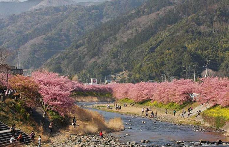 जापान में समय से पहले आया Cherry Blossom का मौसम, देखिये ये खूबसूरत नज़ारा