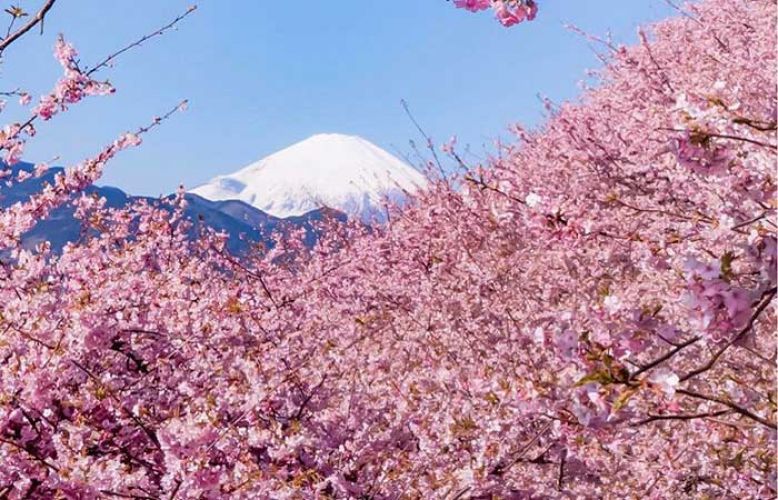 जापान में समय से पहले आया Cherry Blossom का मौसम, देखिये ये खूबसूरत नज़ारा