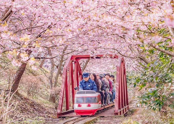 जापान में समय से पहले आया Cherry Blossom का मौसम, देखिये ये खूबसूरत नज़ारा