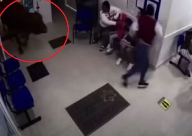 Cow runs into Colombian hospital waiting room, watch video