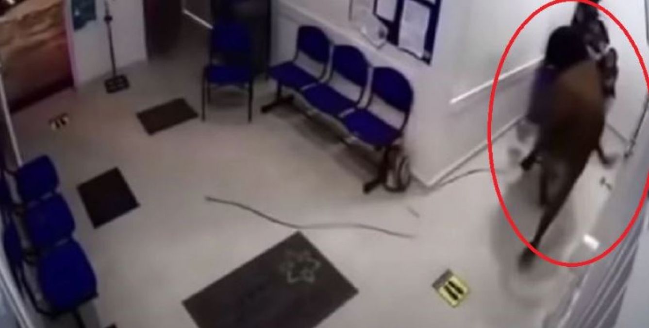 Cow runs into Colombian hospital waiting room, watch video