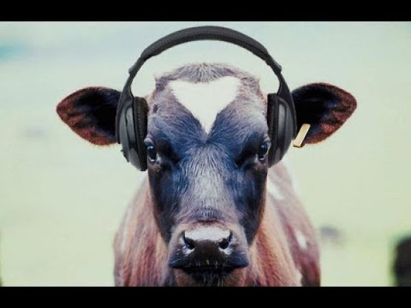 यहां गायों को सुनाये जा रहे हैं गाने, कानों में लगे हैं हेडफोन्स