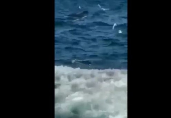 The shark swallowed alive the man swimming in the sea, the video of the creepy scene went viral.