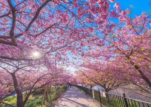 जापान में समय से पहले आया Cherry Blossom का मौसम, देखिये ये खूबसूरत नज़ारा