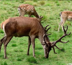 woman fined 39 thousand rupees for feeding three deer in her living room