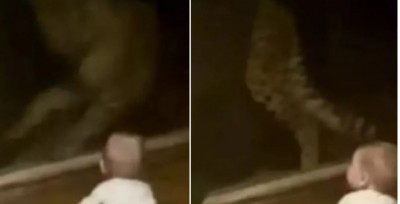 Horror video: Cheetah swoops on newborn baby, then your soul will tremble after seeing what happened