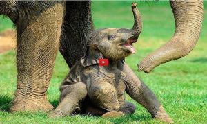 Video : हाथी के इस बच्चे का विडियो देखकर आप भी हंस पड़ेंगे