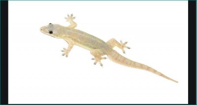 If you are troubled by lizards, then these home remedies will be useful in driving away.