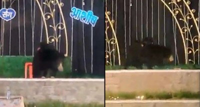 Video: Bear arrives with 2 cubs at wedding reception, climbed the stage and did this work