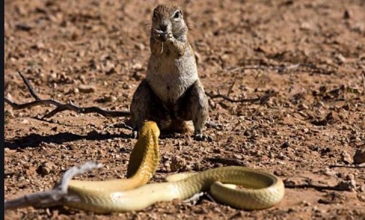 Shocking video of squirrel and snake is going viral on social media