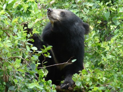 Wild bears fond of listening to hymns, watch video here