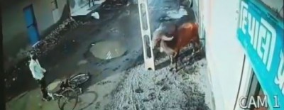 Video: The bull raged on the elderly cyclist, first hit and then...