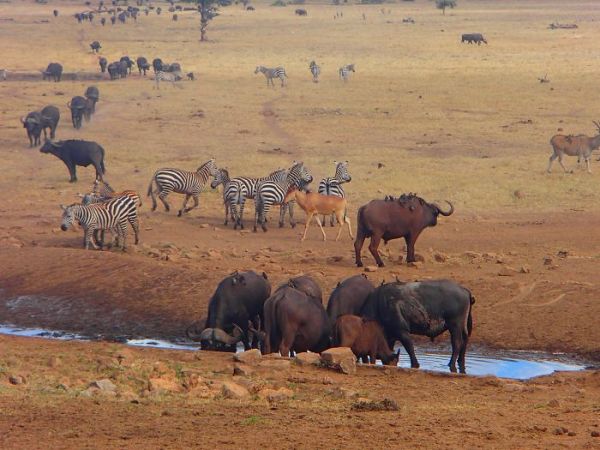 एक पहल : गर्मी से जानवरों को बचाने की नायाब कोशिश कर रहा है ये शख्स