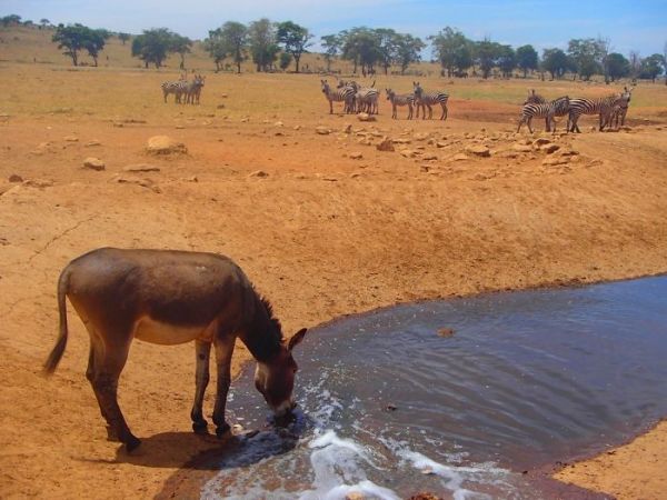 एक पहल : गर्मी से जानवरों को बचाने की नायाब कोशिश कर रहा है ये शख्स