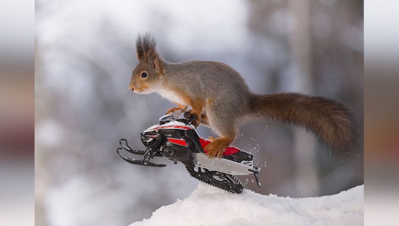 गिलहरी का पहला विंटर ओलंपिक्स फोटोग्राफर ने किया कैद