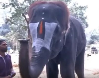 हाथी कई देखे होंगे, लेकिन ऐसा नही जो माउथ ऑर्गन बजा ले, देखिये इस विडियो में