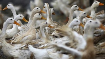 बर्ड फ्लू के कारण छह लाख बतखों को मारेगा फ्रांस