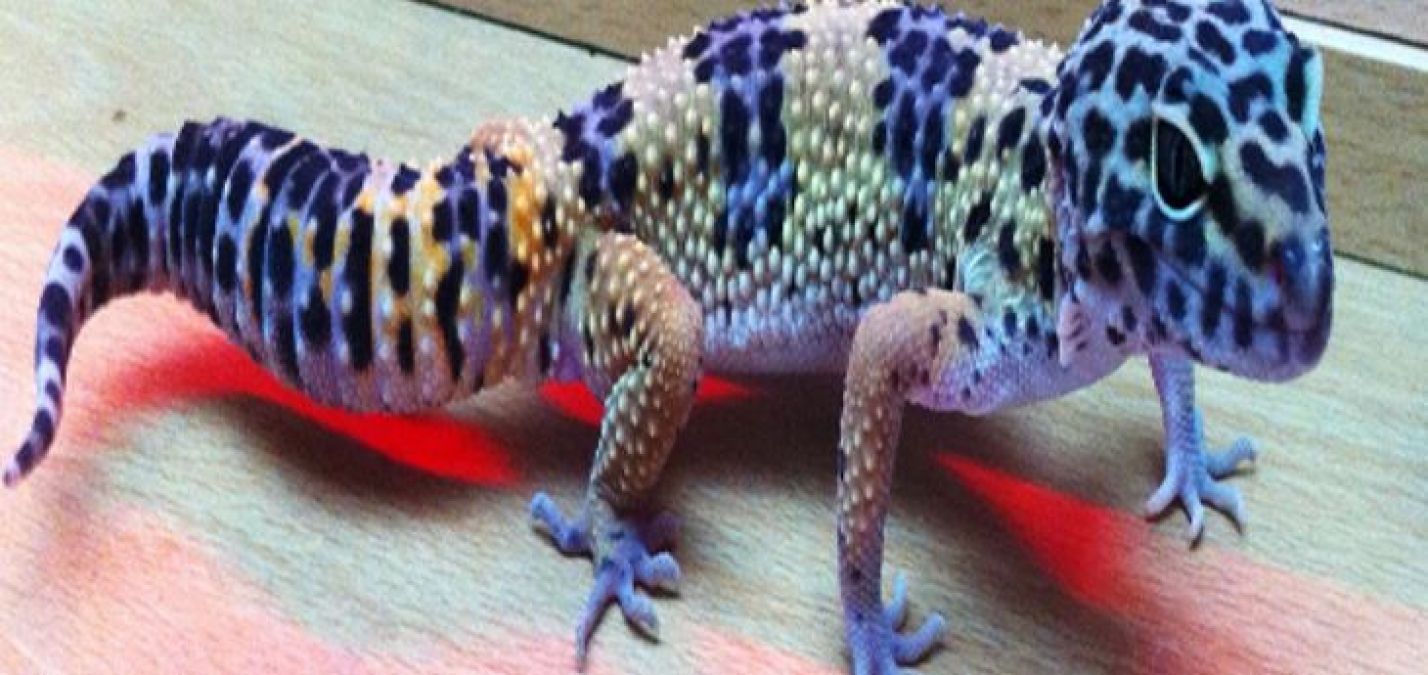 This manhood-enhancing lizard is sold for more than 40 lakhs