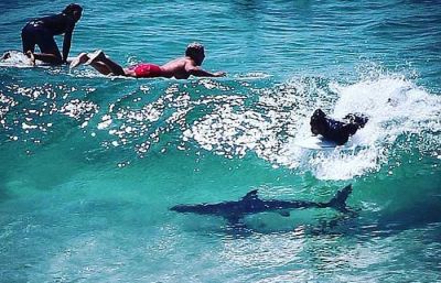 बीच पर आ पहुंची शार्क, Surfer पर किया हमला