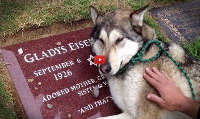मालिक की मौत होने पर कब्र पर रोया उनका पालतू कुत्ता