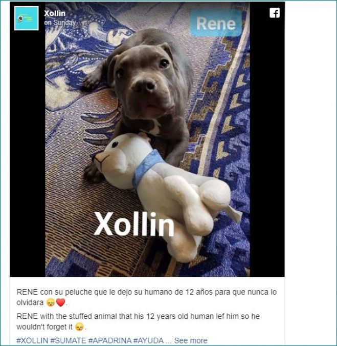 Child left his dog in shelter with note, Know emotional story