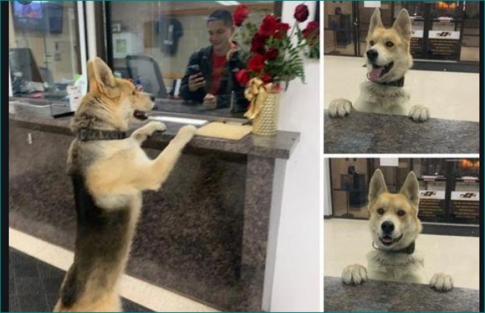 Dog reaches police station to report himself missing