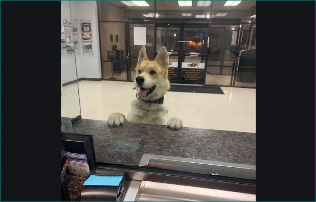 Dog reaches police station to report himself missing