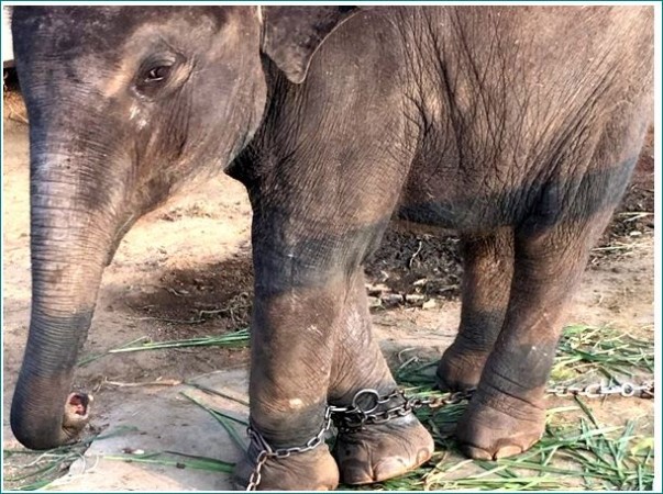 This little elephant is tied in chains, forced to beg money from tourists
