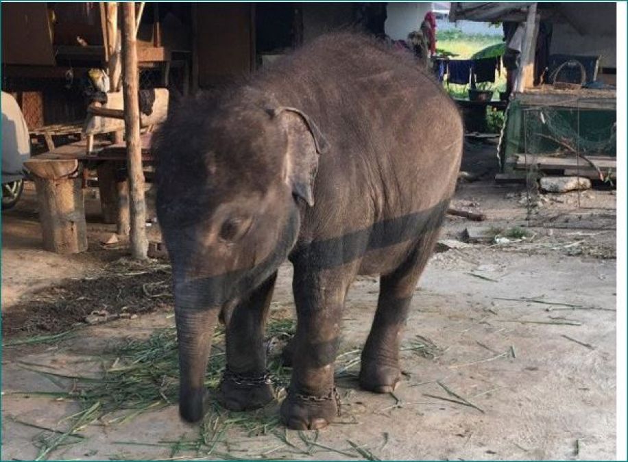 This little elephant is tied in chains, forced to beg money from tourists