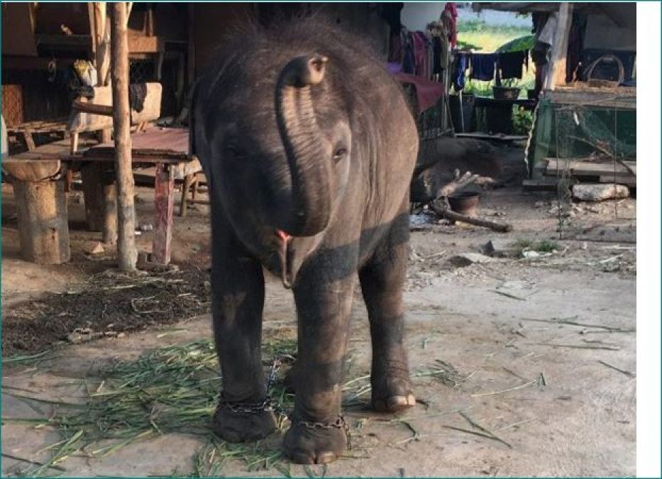 This little elephant is tied in chains, forced to beg money from tourists