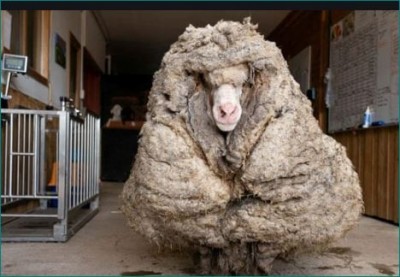 Sheep wandering for 5 years in Australia, carried coat of 35 kg wool