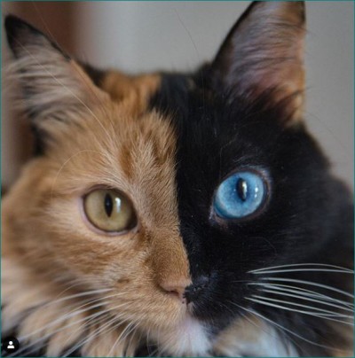 Not only humans but cats are also double-faced