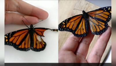 इस कॉस्ट्यूम  डिजाइनर ने तितली का पंख जोड़ उसे जीवनदान दिया