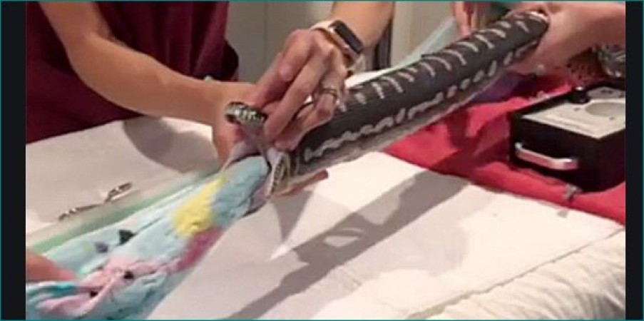 18-year-old snake swallows towel, you will be shocked after watching the video