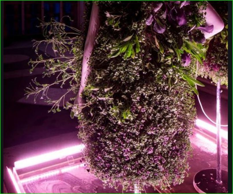 World's first wearable vegetable garden, know how to grow food on dress