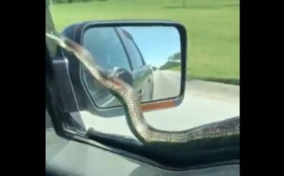 VIDEO: Poisonous snake falls on moving car, flies everyone's senses