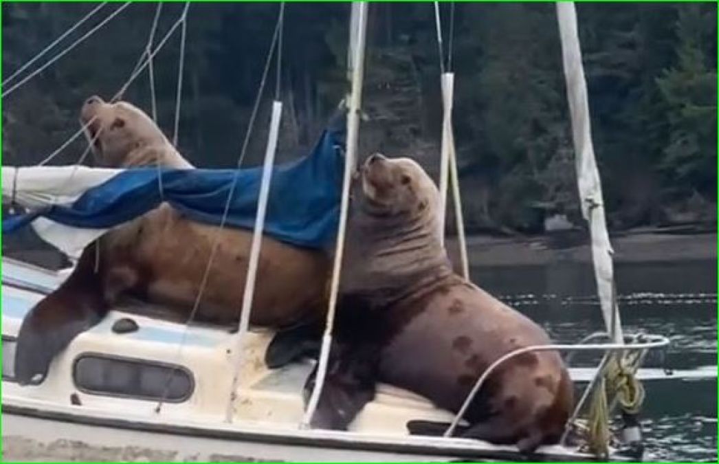 Two seal fish sitting in a boat, video goes viral
