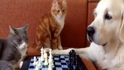 आपने कभी नहीं देखा होगा कुत्ते और बिल्ली के बीच गेम