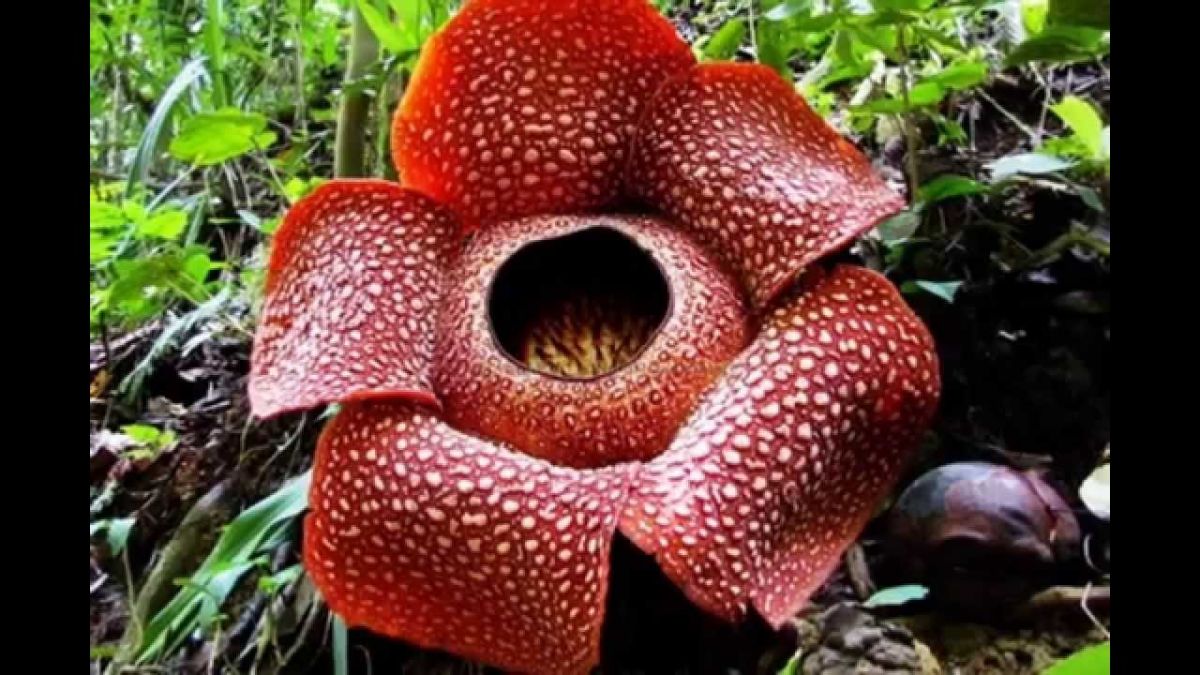 Scientists find world's largest flower, known as 'corpse flower'