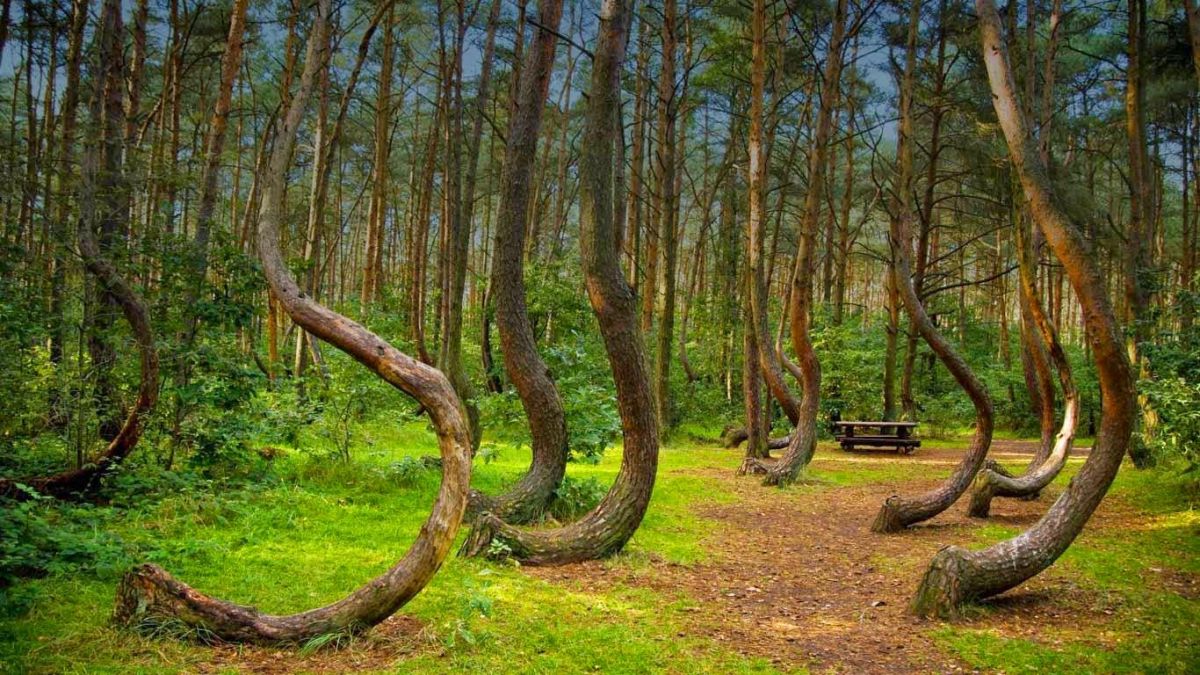 Mysterious and frightening forest of the world, people disappear as soon as they go inside