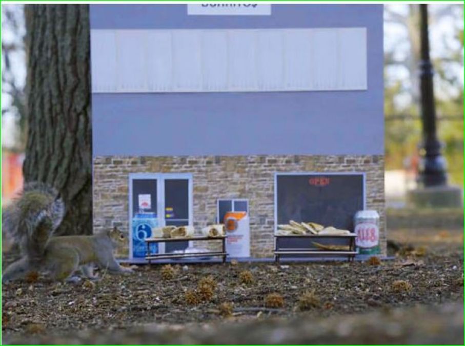 Wow! Couple builds restaurant for squirrels, provides food