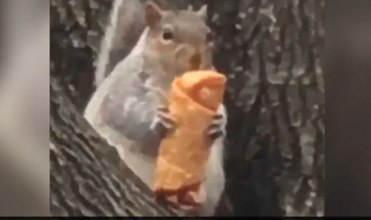 पेड़ पर चढ़कर गिलहरी ने लिया एग रोल खाने का मजा, वीडियो वायरल