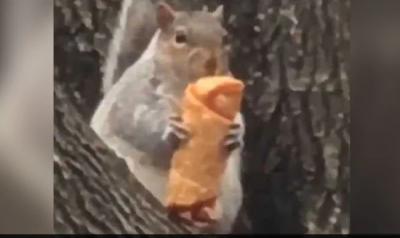 पेड़ पर चढ़कर गिलहरी ने लिया एग रोल खाने का मजा, वीडियो वायरल
