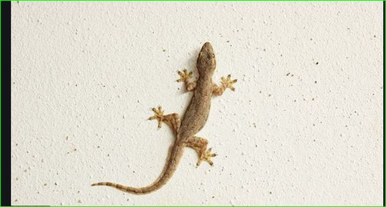 Due to this, lizards do not appear on the wall of the house in the cold