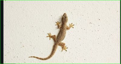 Due to this, lizards do not appear on the wall of the house in the cold