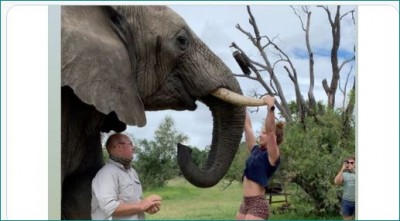 Video: हाथी के दांत पर लटककर लड़की ने किए पुल-अप्स, लोगों ने सुनाई खरी-खोटी