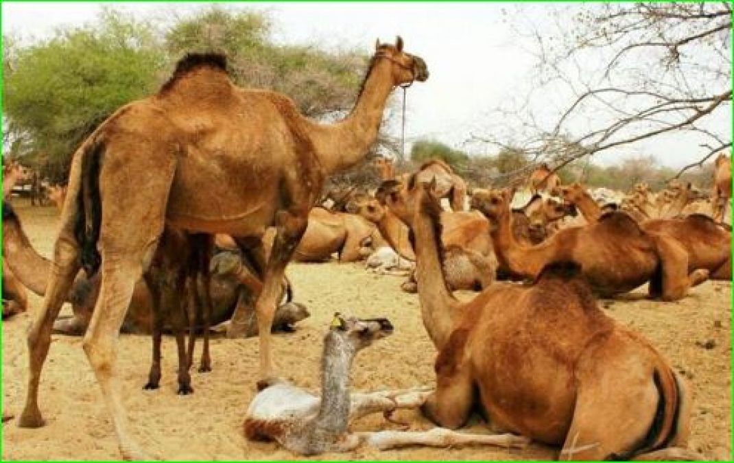 10,000 camels will be killed in Australia, Know the reason